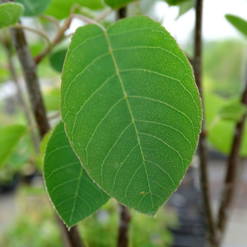 Amelanchier spicata - Ährige Felsenbirne (Foliage)