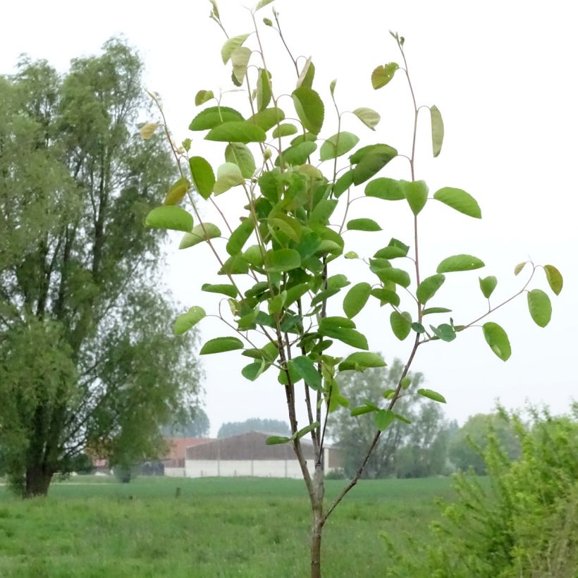 Amelanchier spicata - Ährige Felsenbirne (Plant habit)