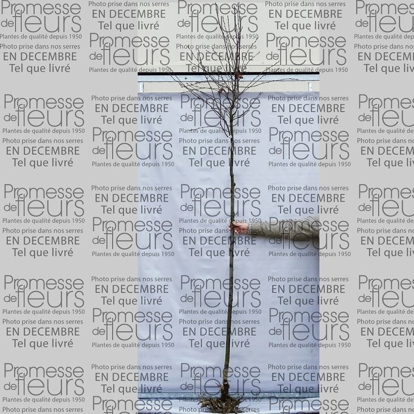 Example of Amelanchier lamarckii - Kanadische Felsenbirne Wurzelnackt as you get