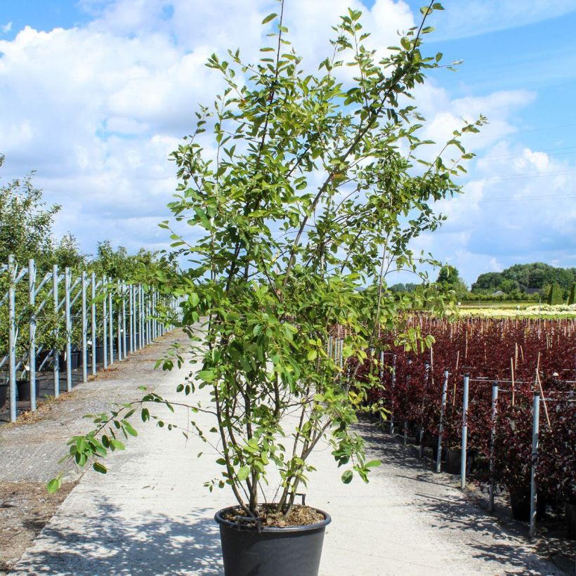 Example of Amelanchier lamarckii - Kanadische Felsenbirne Topf mit 70L/75L as you get in printemps