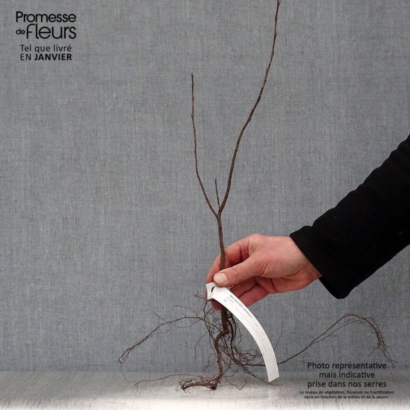Example of Amelanchier lamarckii - Kanadische Felsenbirne Wurzelnackt as you get in hiver