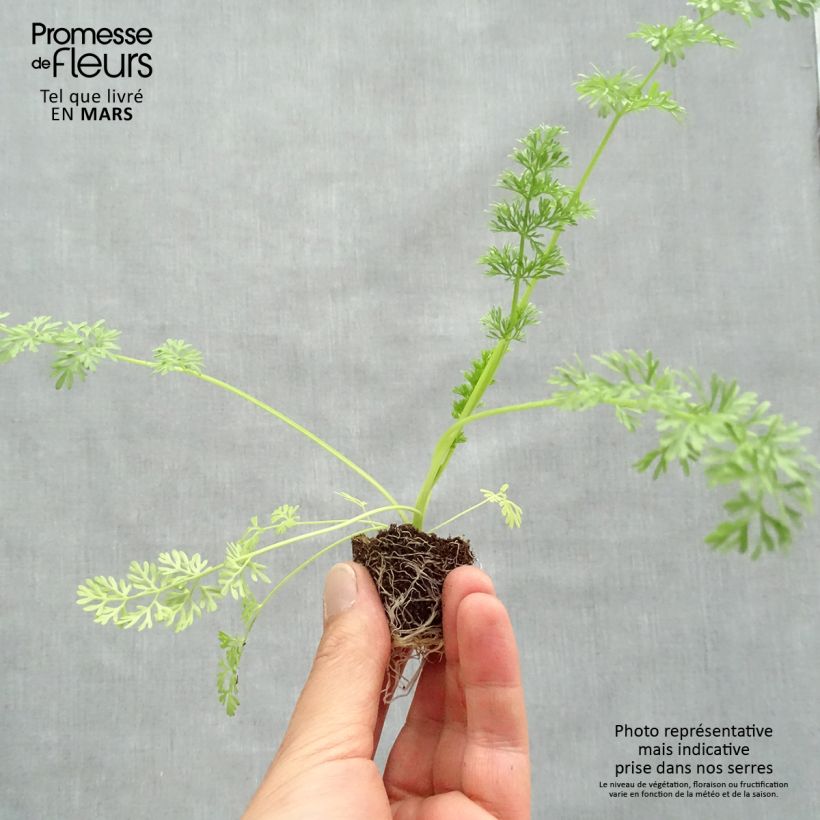 Example of Ammi visnaga The giant as you get in printemps