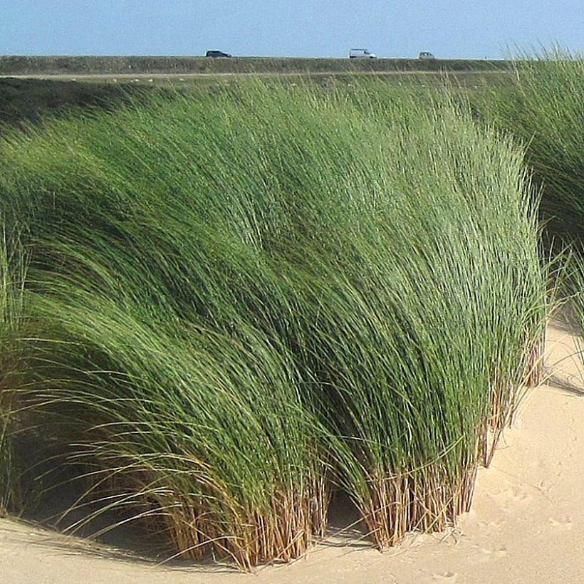 Ammophila arenaria - Strandhafer (Foliage)