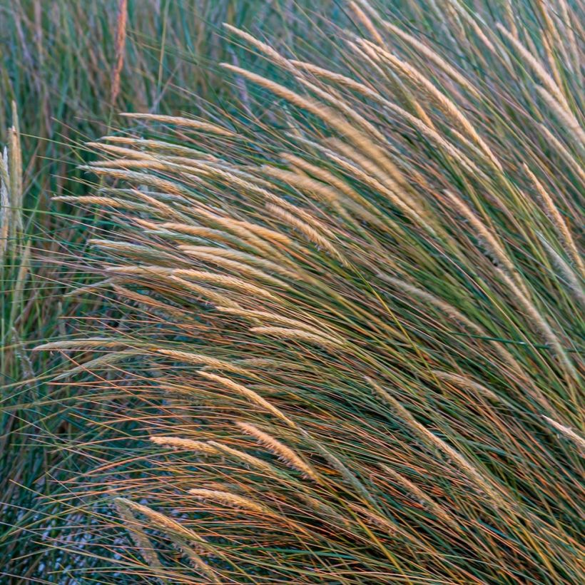 Ammophila arenaria - Strandhafer (Flowering)
