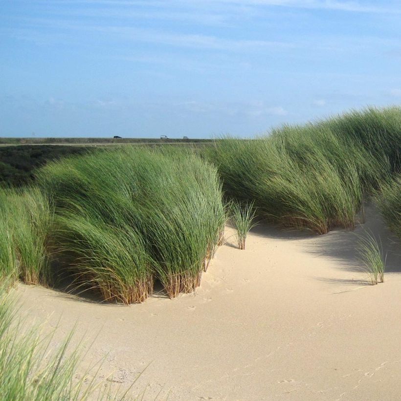 Ammophila arenaria - Strandhafer (Plant habit)