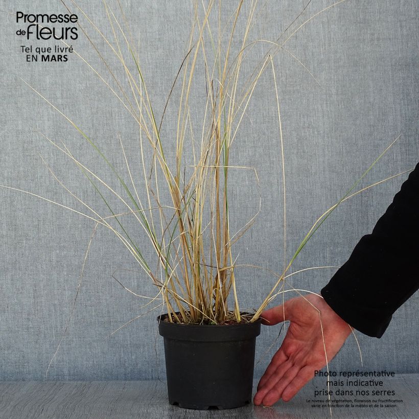 Exemplar von Ammophila arenaria - Strandhafer Topf mit 2L/3L wie im Winter geliefert