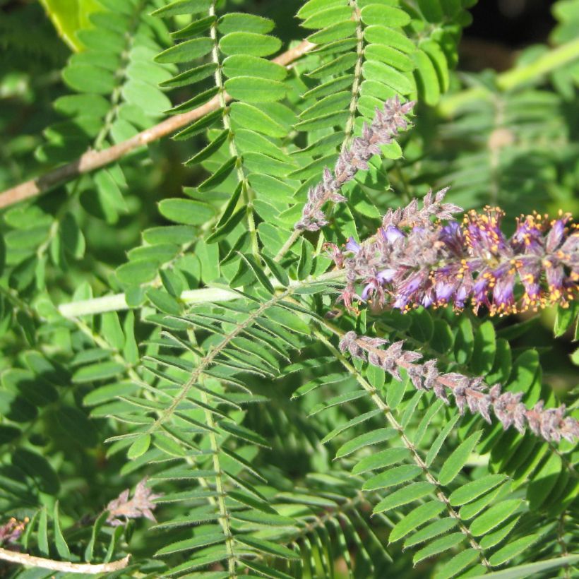 Amorpha canescens - Bleibusch (Foliage)