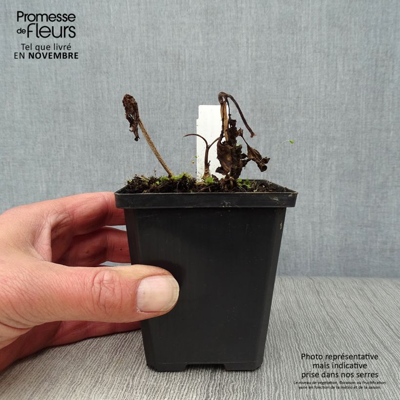 Example of Physalis alkekengi var. franchetii - Lampionblume Kleine Töpfe von 8/9 cm as you get in automne