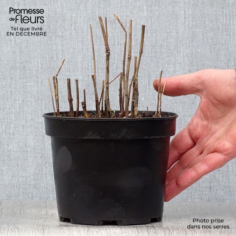 Exemplar von Physalis alkekengi var. franchetii - Lampionblume Topf mit 2L/3L wie im Winter geliefert