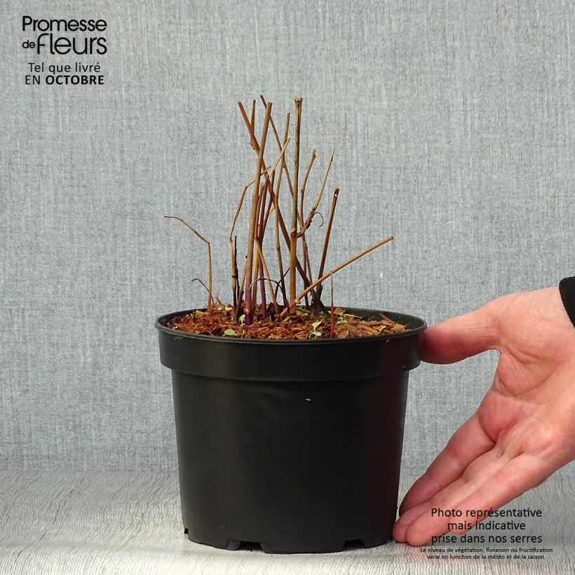 Example of Physalis alkekengi var. franchetii - Lampionblume Topf mit 2L/3L as you get in automne