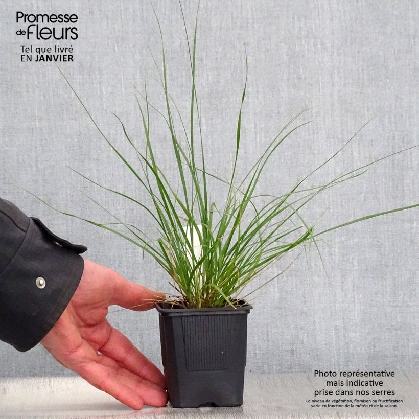 Exemplar von Ampelodesmos mauritanicus Kleine Töpfe von 8/9 cm wie im Winter geliefert