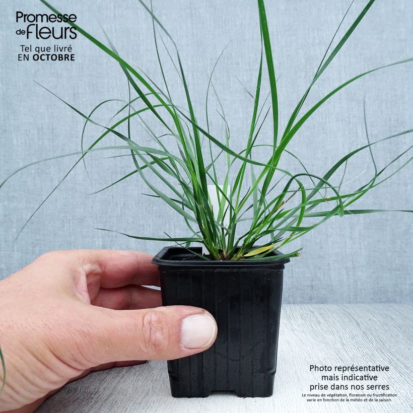 Example of Ampelodesmos mauritanicus Kleine Töpfe von 8/9 cm as you get in automne