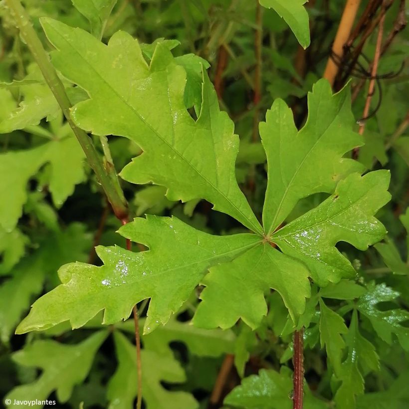 Ampelopsis aconitifolia - Scheinrebe (Foliage)