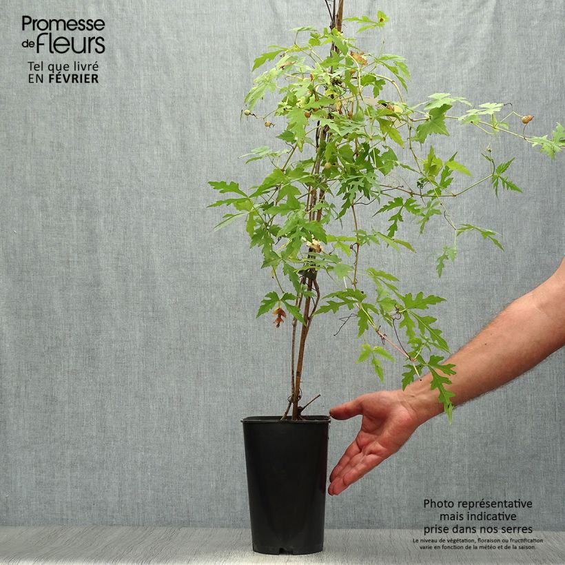 Example of Ampelopsis aconitifolia - Scheinrebe Topf mit 2L/3L as you get in automne
