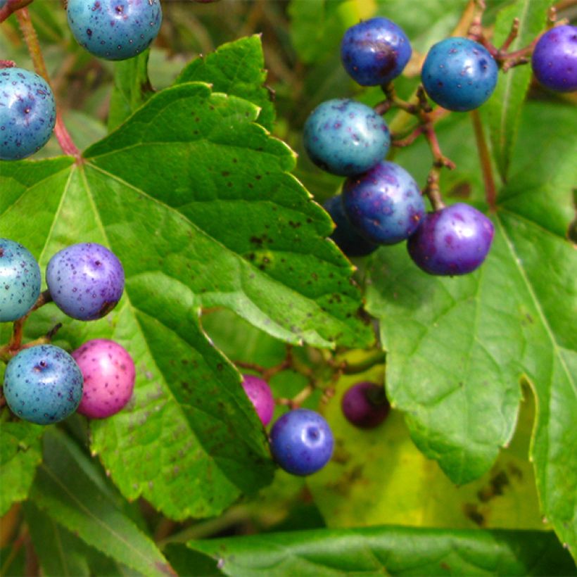 Ampelopsis glandulosa var. maximowiczii - Ussuri-Scheinrebe (Foliage)