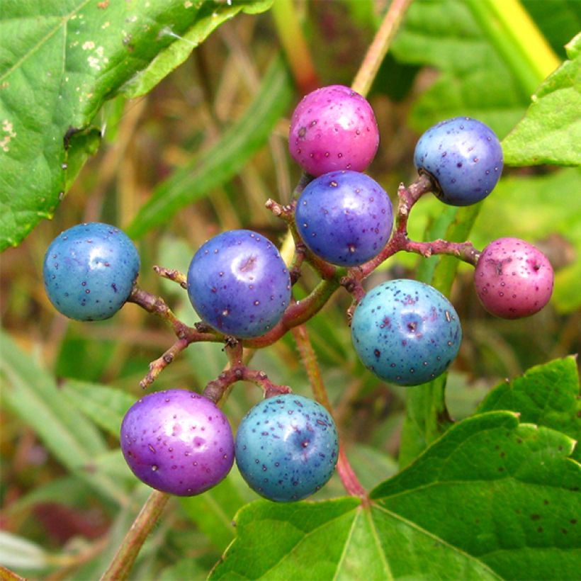 Ampelopsis glandulosa var. maximowiczii - Ussuri-Scheinrebe (Harvest)