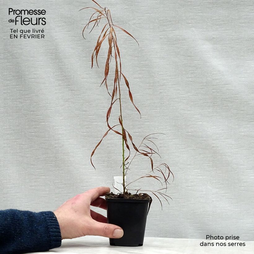 Exemplar von Amsonia Ernst Pagels - Amsonie Kleine Töpfe von 8/9 cm wie im Winter geliefert