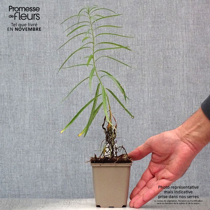 Example of Amsonia Ernst Pagels - Amsonie Kleine Töpfe von 8/9 cm as you get in automne