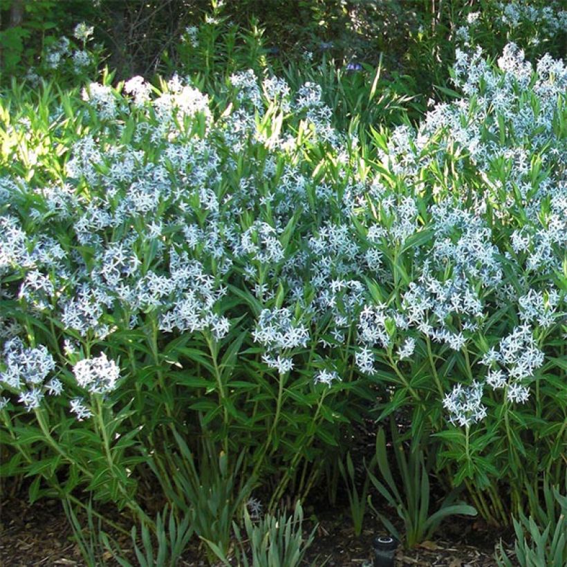 Amsonia ciliata - Amsonie (Plant habit)