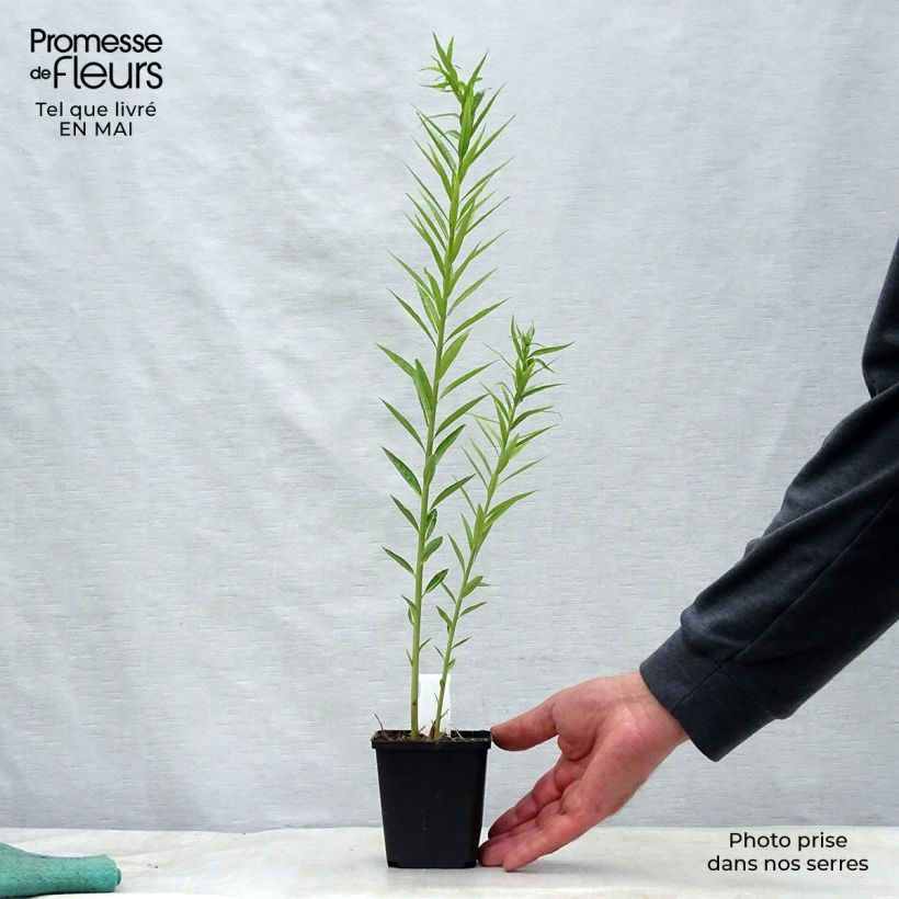 Exemplar von Amsonia ciliata - Amsonie Kleine Töpfe von 8/9 cm wie im Frühjahr geliefert