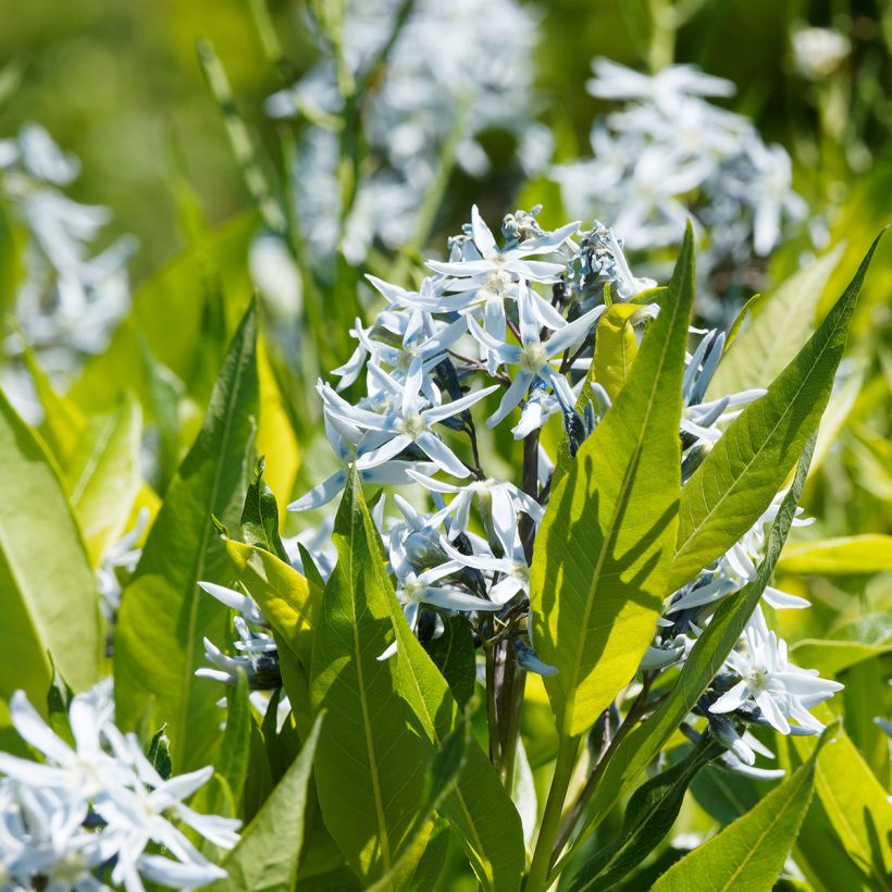 Amsonia ciliata - Amsonie (Foliage)