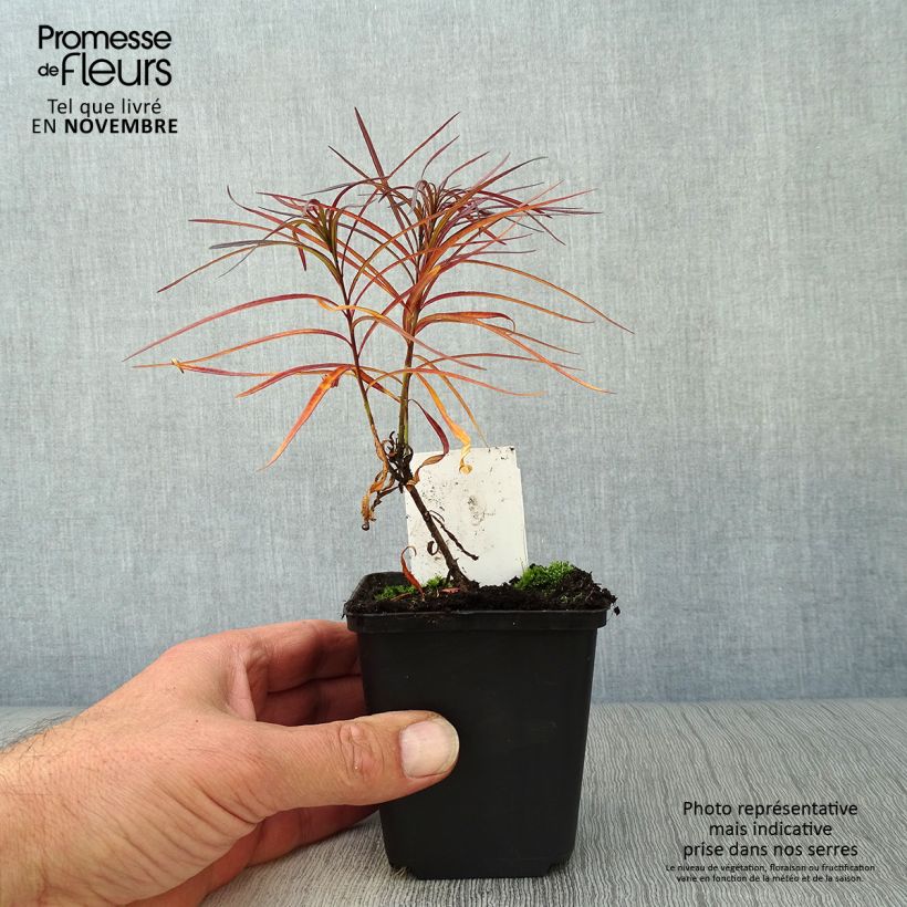 Example of Amsonia hubrichtii - Amsonie Kleine Töpfe von 8/9 cm as you get in automne