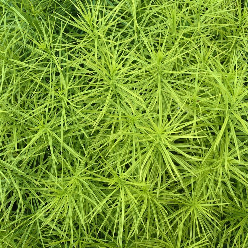 Amsonia hubrichtii - Amsonie (Foliage)