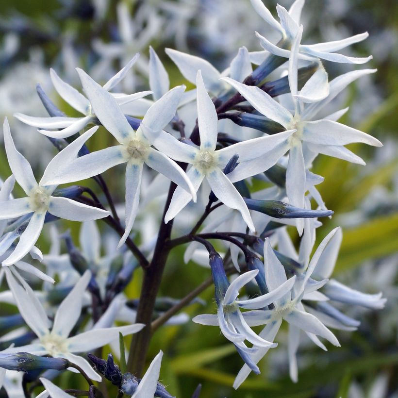 Amsonia hubrichtii - Amsonie (Flowering)