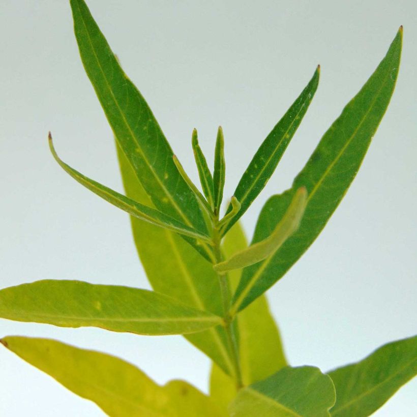 Amsonia Blue Ice - Amsonie (Foliage)