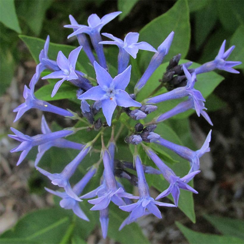 Amsonia Blue Ice - Amsonie (Flowering)