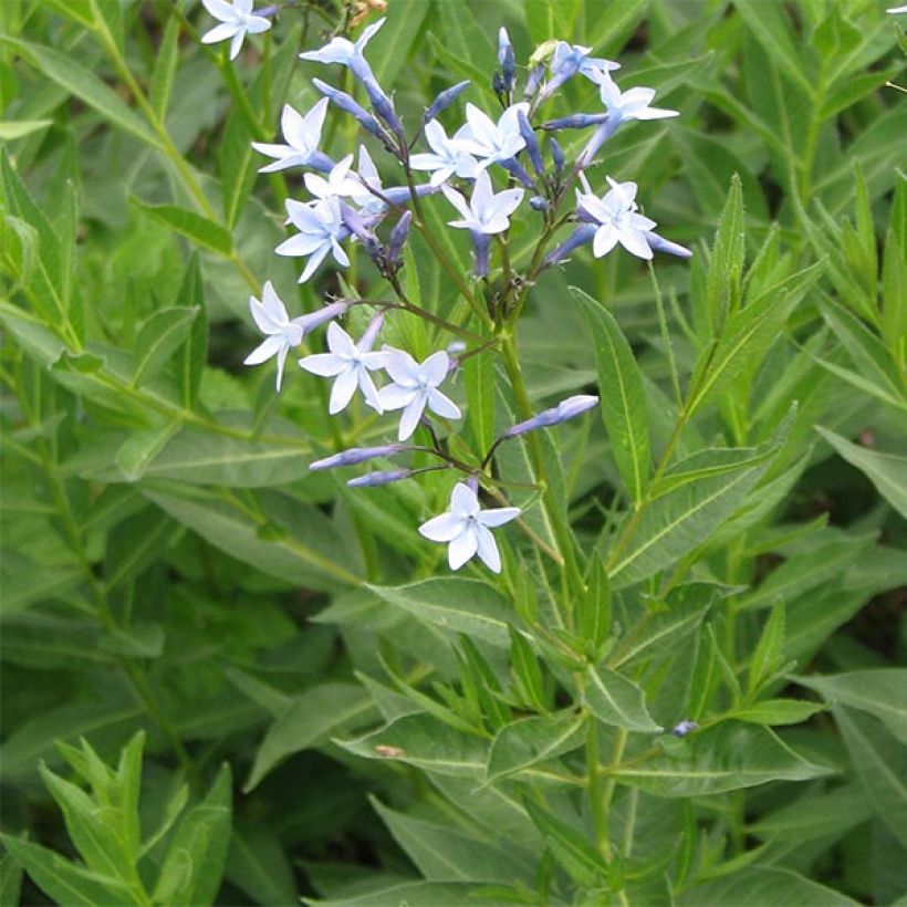 Amsonia orientalis - Amsonie (Flowering)