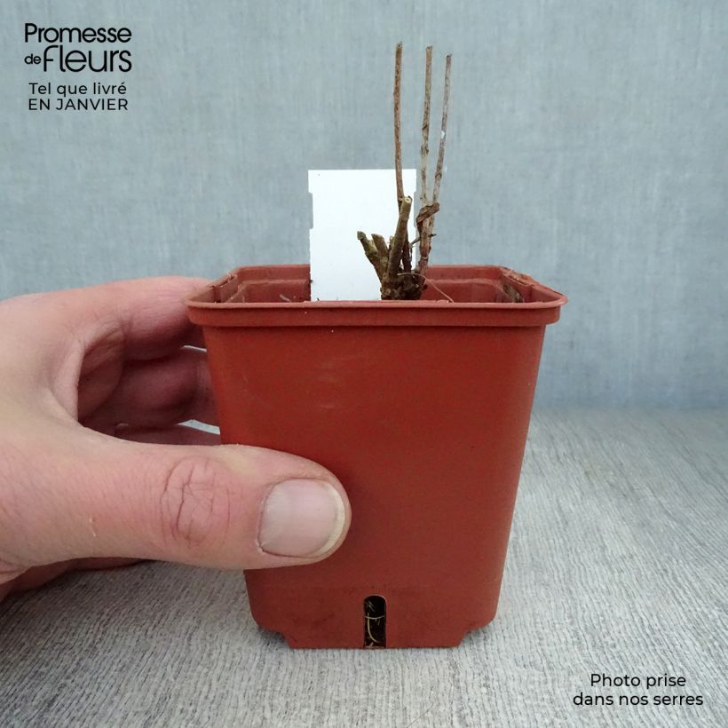 Exemplar von Amsonia orientalis - Amsonie Kleine Töpfe von 8/9 cm wie im Winter geliefert