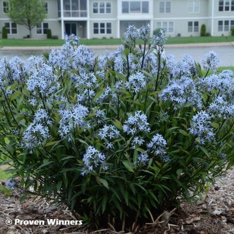 Amsonia tabernaemontana Storm Cloud - Amsonie (Foliage)