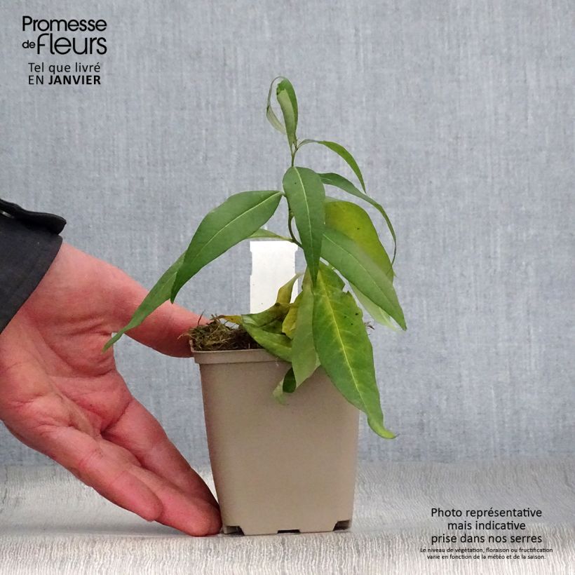 Exemplar von Amsonia tabernaemontana var. salicifolia - Amsonie Kleine Töpfe von 8/9 cm wie im Winter geliefert