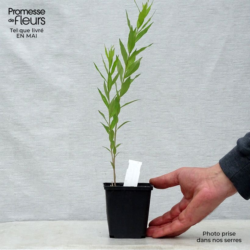 Exemplar von Amsonia tabernaemontana var. salicifolia - Amsonie Kleine Töpfe von 8/9 cm wie im Frühjahr geliefert