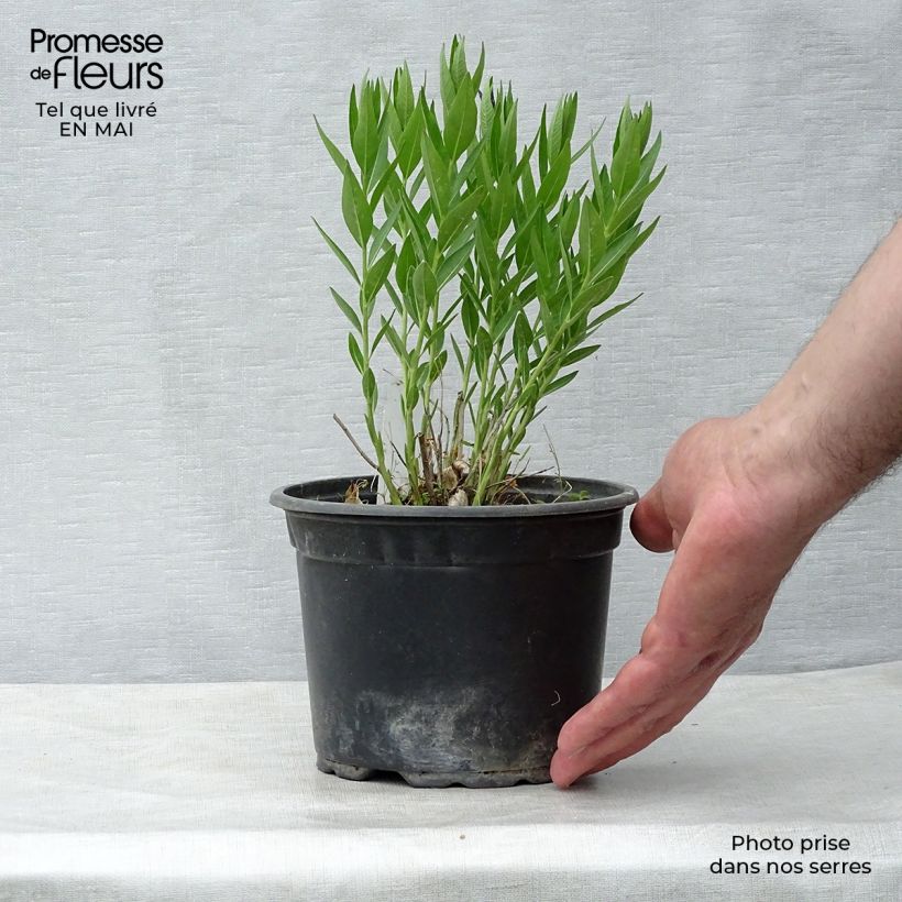 Exemplar von Amsonia Blue Ice - Amsonie Kleine Töpfe von 8/9 cm wie im Frühjahr geliefert