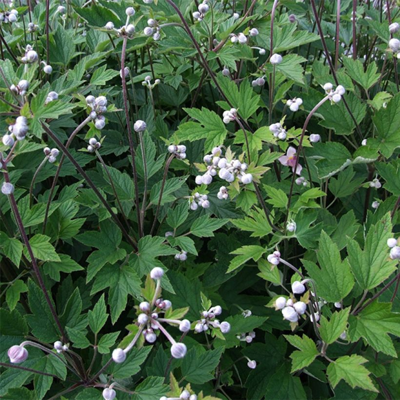 Anemone Slot der Nisse - Japan-Herbst-Anemone (Foliage)