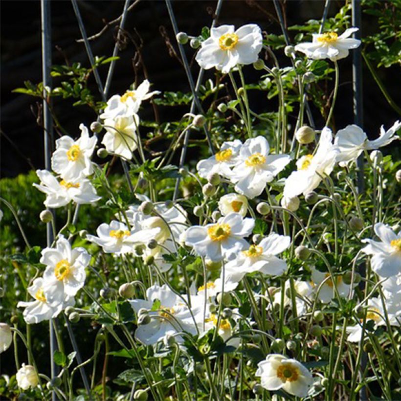 Anemone Slot der Nisse - Japan-Herbst-Anemone (Flowering)