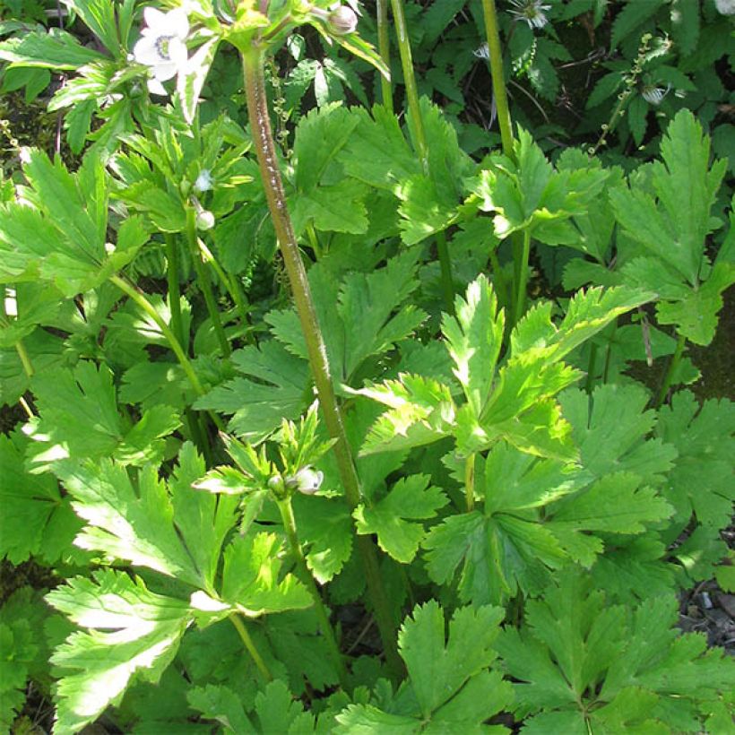 Anemone leveillei - Chinesisches Sommer-Windröschen (Foliage)