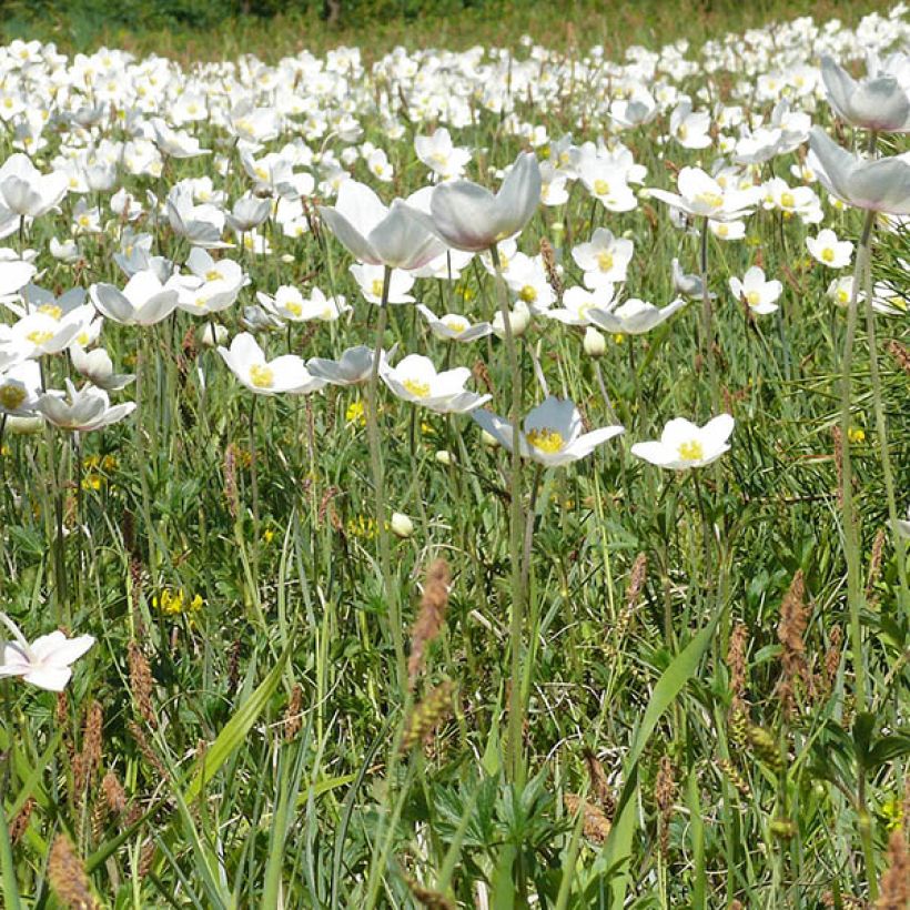 Anemone leveillei - Chinesisches Sommer-Windröschen (Plant habit)