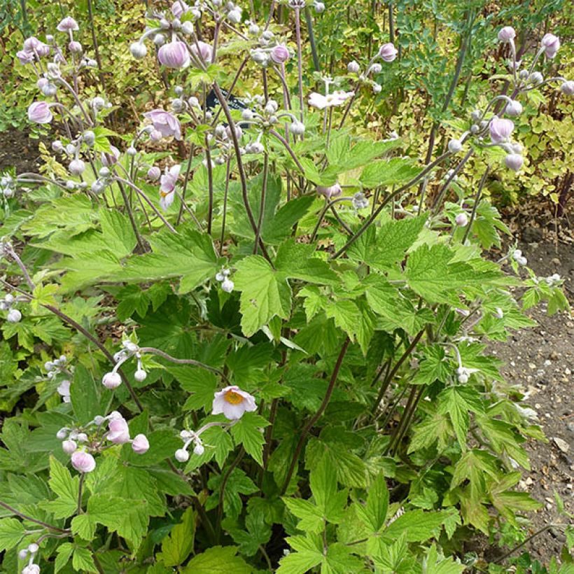 Anemone tomentosa Septemberglanz - Chinesische Herbst-Anemone (Plant habit)