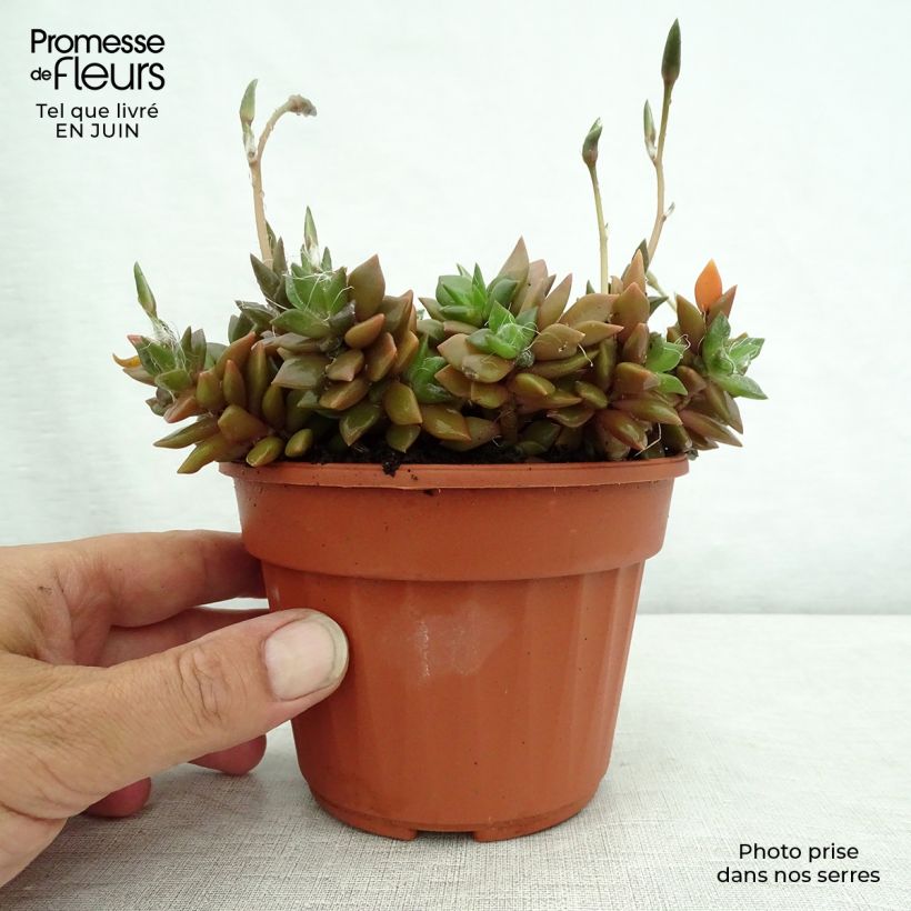 Example of Anacampseros filamentosa - Liebesröschen Topf 12 cm / 13 cm as you get in ete