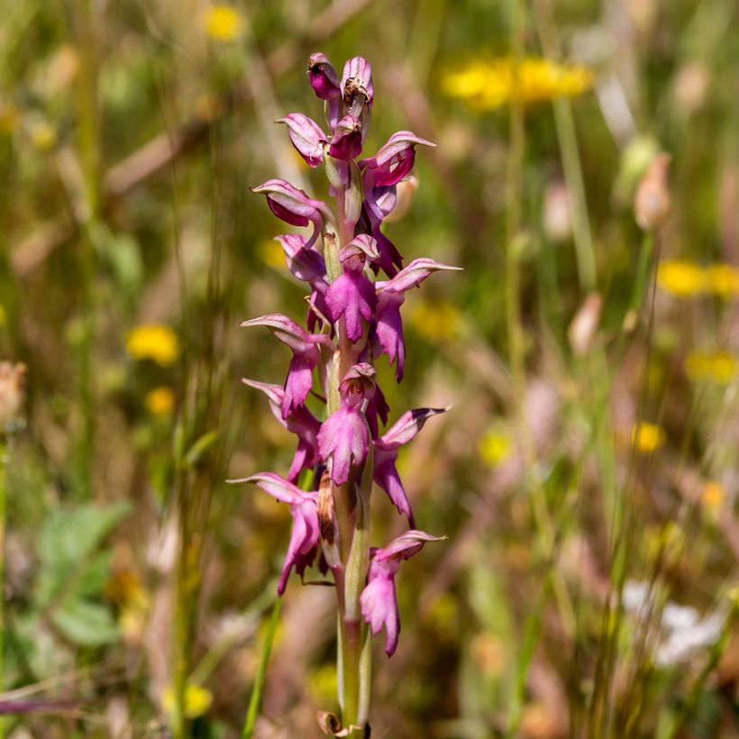 Anacamptis sancta - Heiliges Knabenkraut (Blüte)