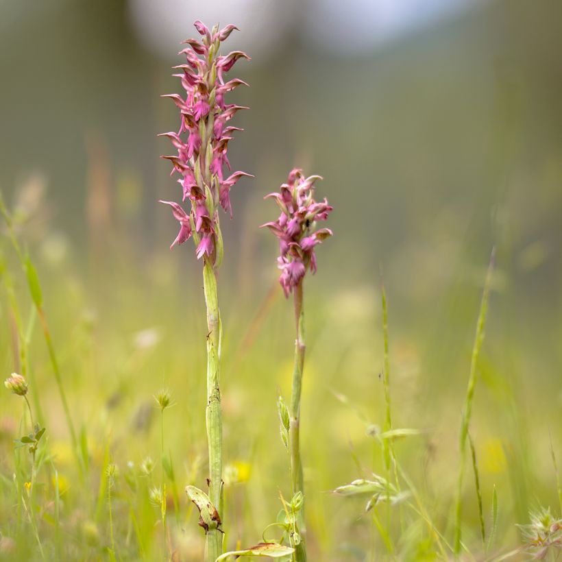 Anacamptis sancta - Heiliges Knabenkraut (Hafen)