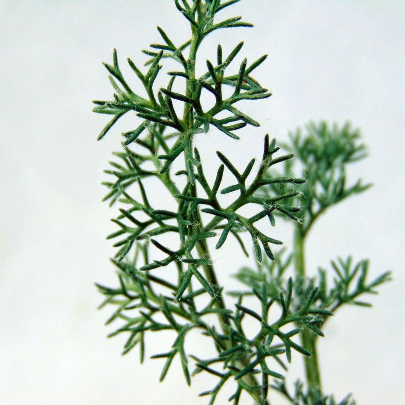 Anacyclus pyrethrum var. depressus - Kreisblume (Foliage)