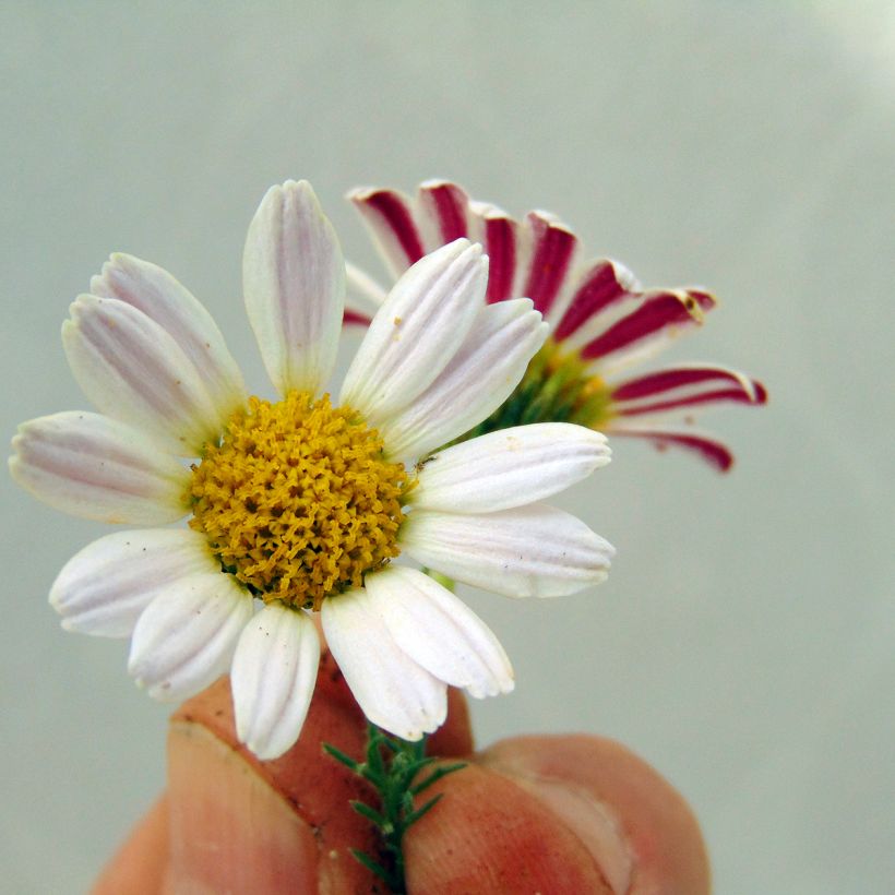Anacyclus pyrethrum var. depressus - Kreisblume (Flowering)