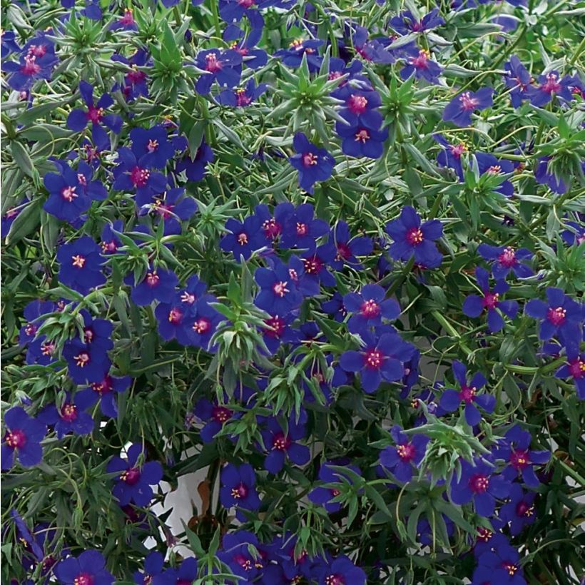 Anagallis monelli subsp linifolia Skylover - Leinblättriger Gauchheil (Flowering)