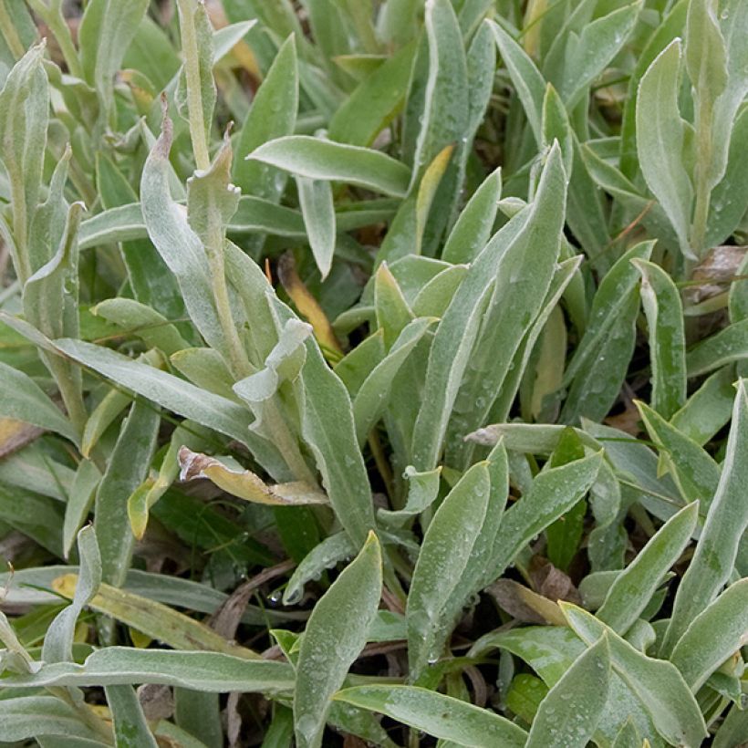 Anaphalis alpicola - Zwerg-Perlkörbchen (Foliage)