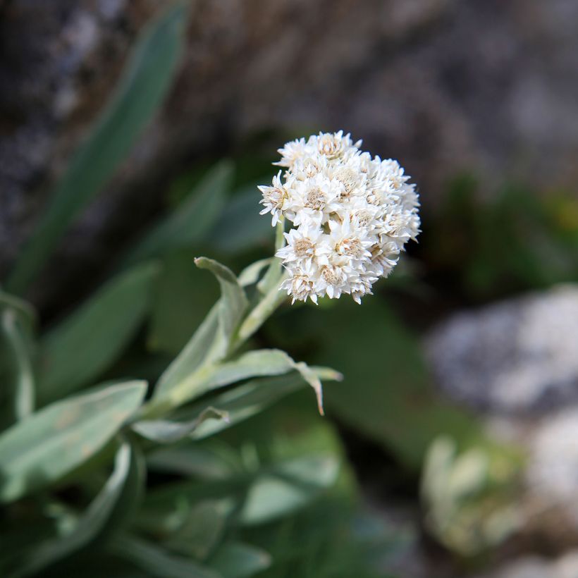 Anaphalis alpicola - Zwerg-Perlkörbchen (Flowering)