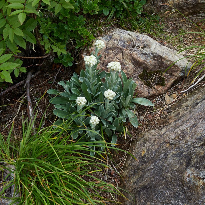 Anaphalis alpicola - Zwerg-Perlkörbchen (Plant habit)